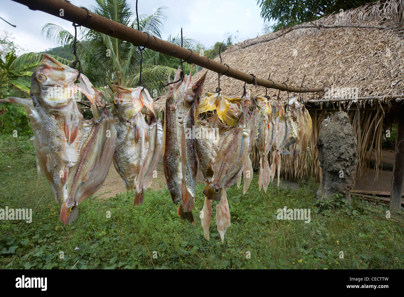 Pesce fresco, compresi Peacock Bass, essiccazione al sole, Rewa, Rupununi, Guyana, Sud America Foto Stock