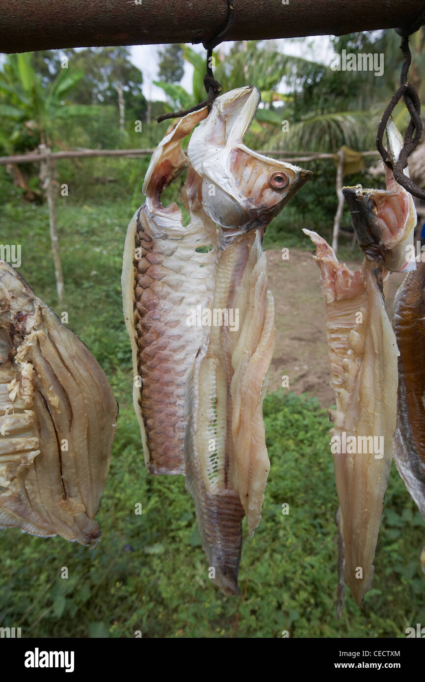 Pesce fresco, compresi Peacock Bass, essiccazione al sole, Rewa, Rupununi, Guyana, Sud America Foto Stock