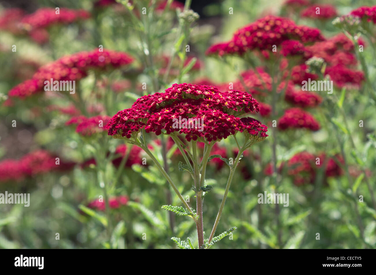 Achillea millefolium velluto rosso Foto Stock