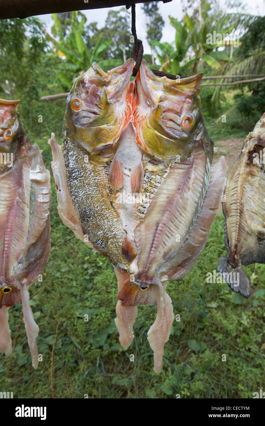 Pesce fresco, compresi Peacock Bass, essiccazione al sole, Rewa, Rupununi, Guyana, Sud America Foto Stock