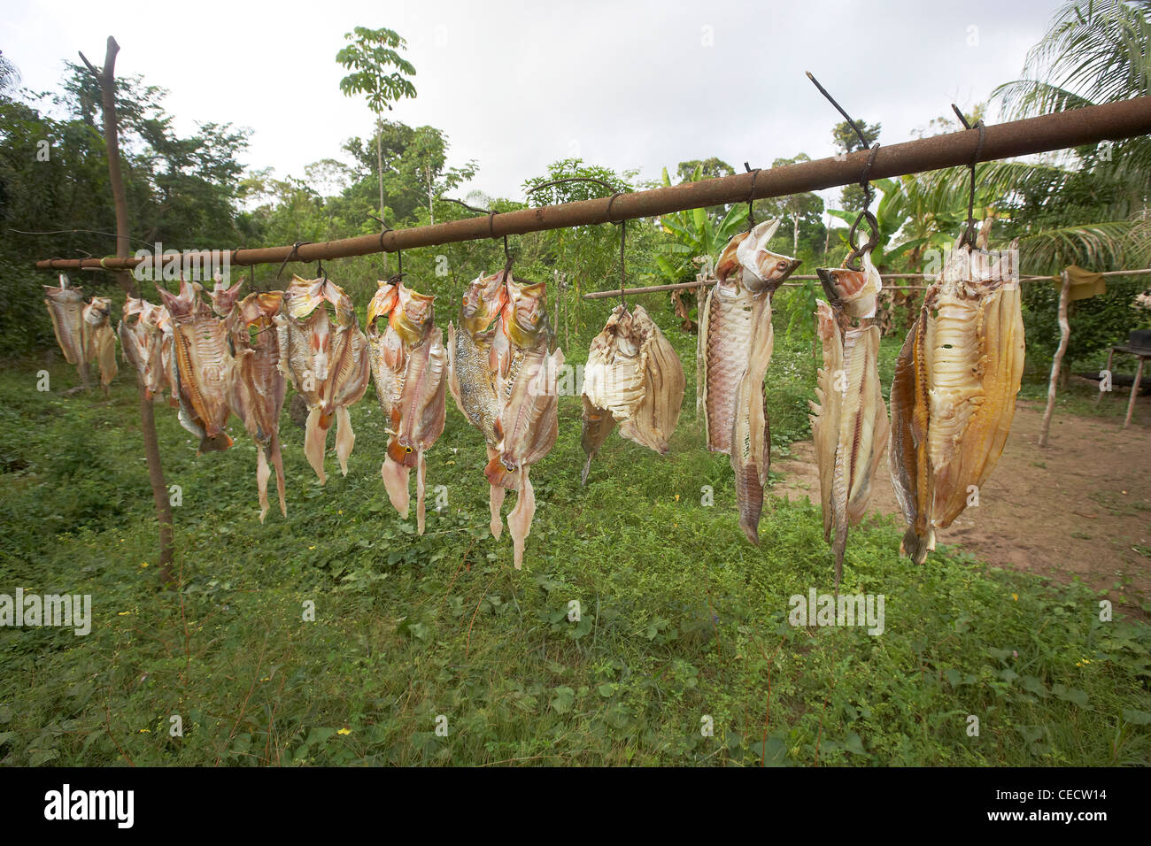 Pesce fresco, compresi Peacock Bass, essiccazione al sole, Rewa, Rupununi, Guyana, Sud America Foto Stock