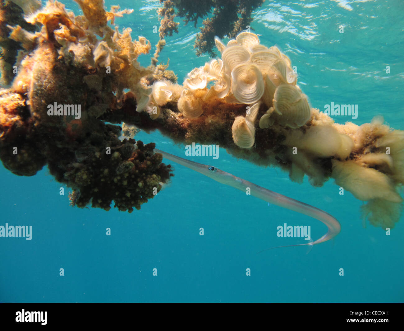 Cornetfish con coralli e chiare acque blu Foto Stock