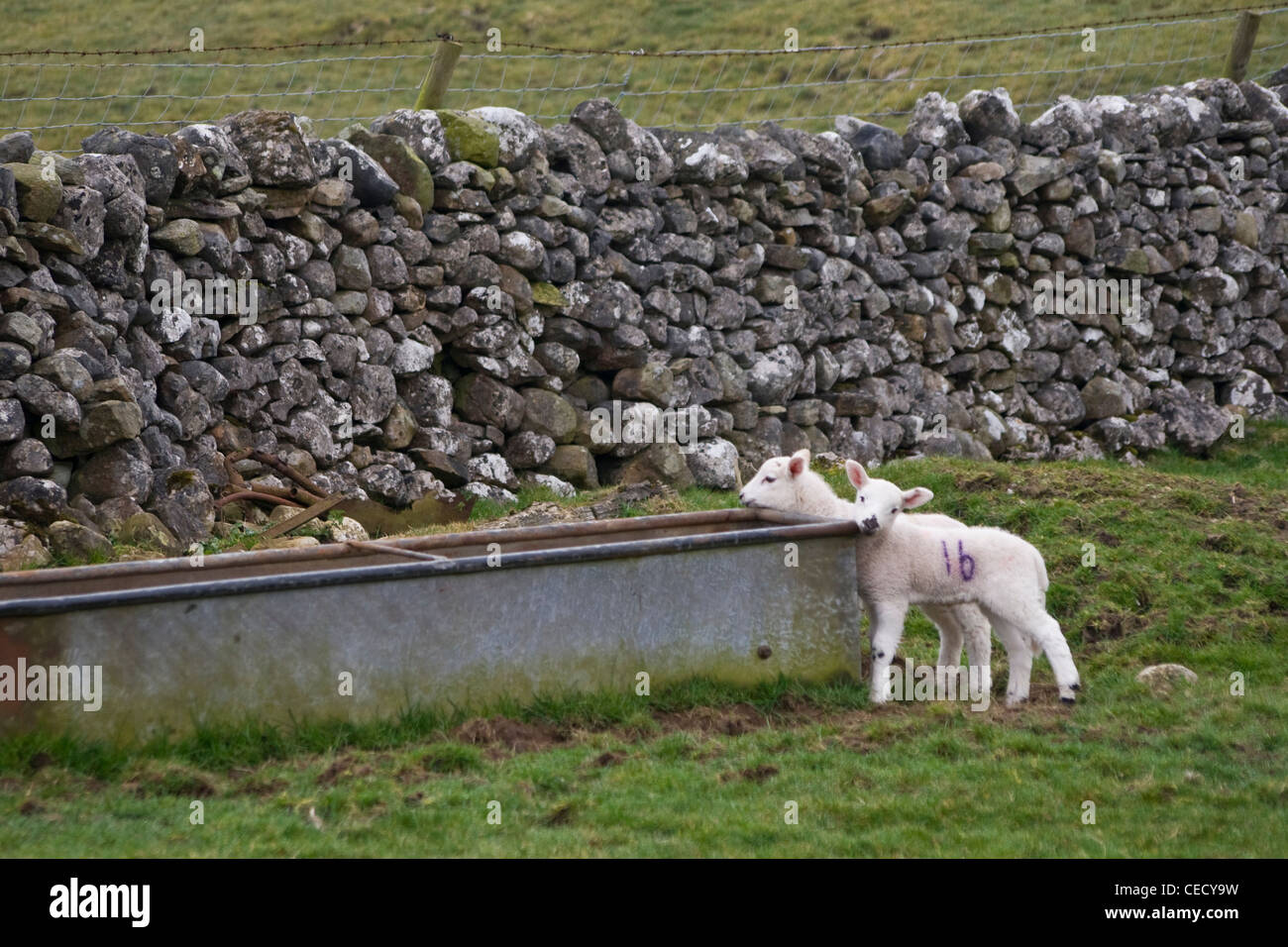 Due giovani agnelli a molla in un campo Foto Stock