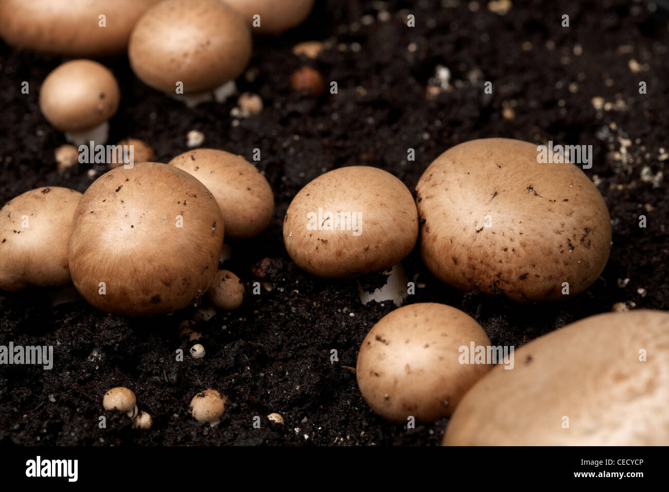 Chestnut Funghicoltura sul compost terreno di crescita Foto Stock