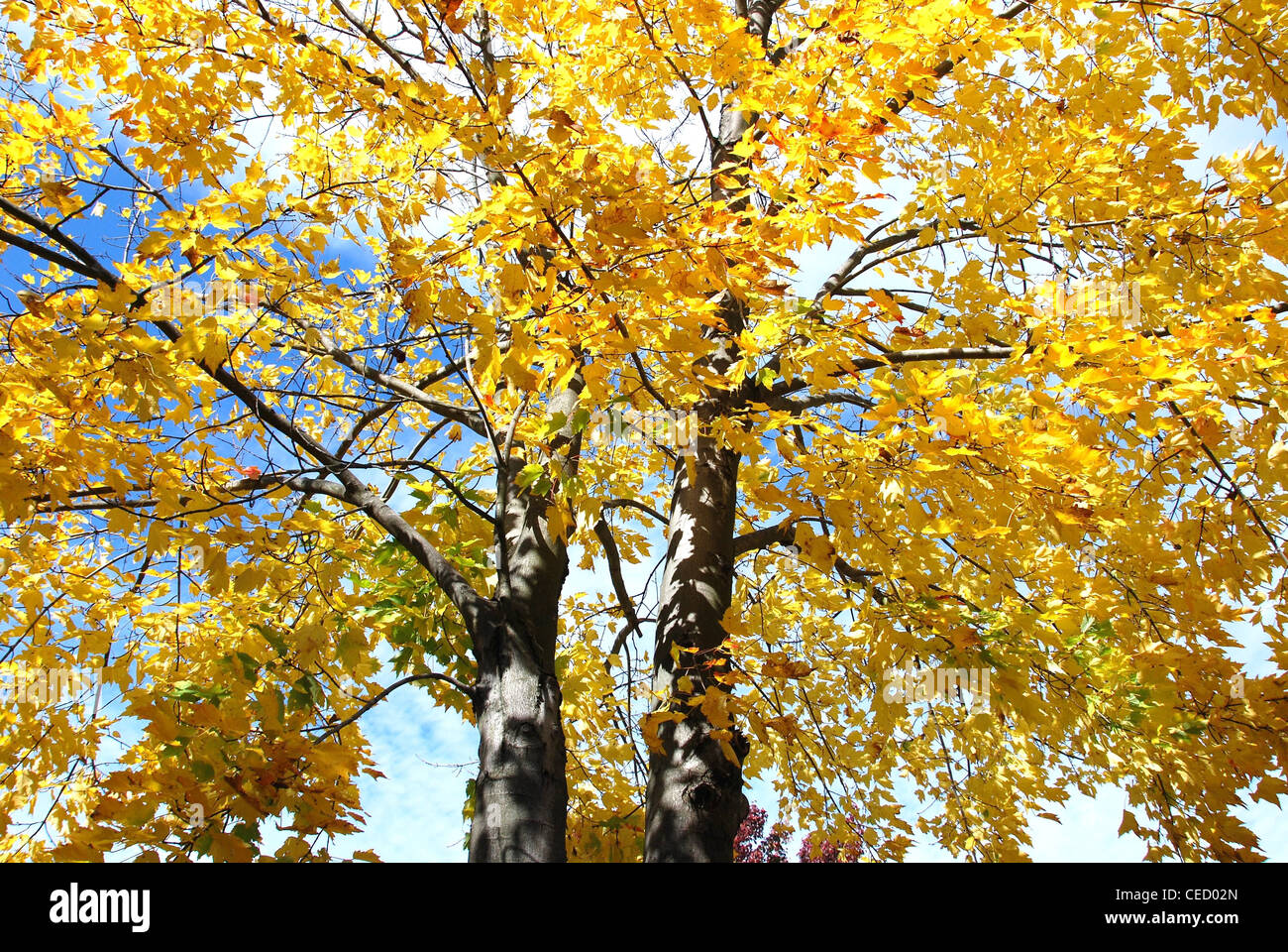 Tree,caduta,autunno,parco,colore,natura,l'oro,blu,leaf Foto Stock