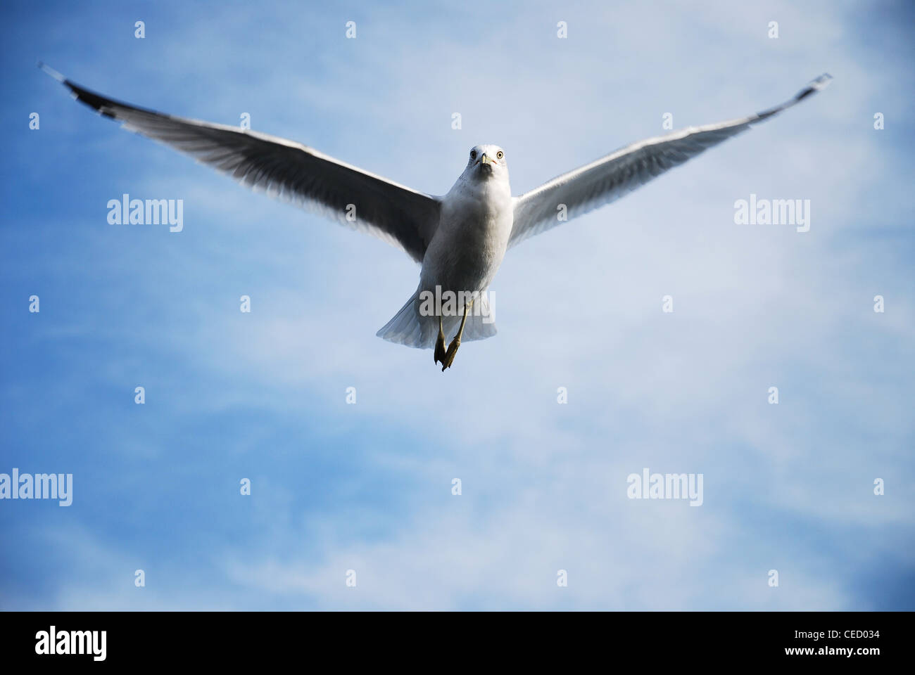 Gli uccelli,seagull,SKY,blu,volare,animale,singolo,uno,gabbiano Foto Stock