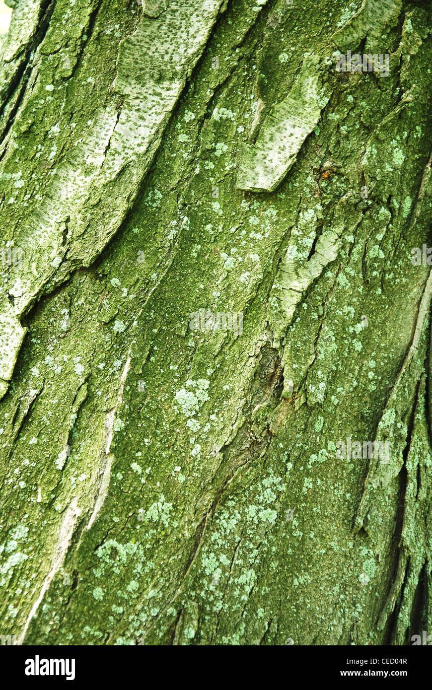 Tree,corteccia,verde,texture,cortex,pattern,sfondo Foto Stock