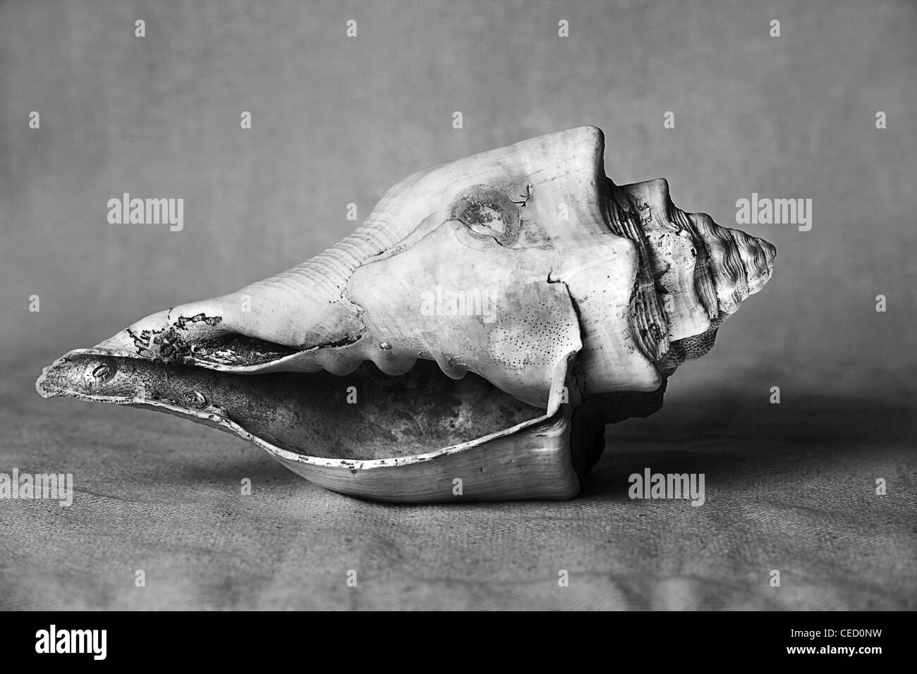 Conchiglia di mare con caratteristiche di usura girato in uno studio in bianco e nero con un background testurizzata Foto Stock