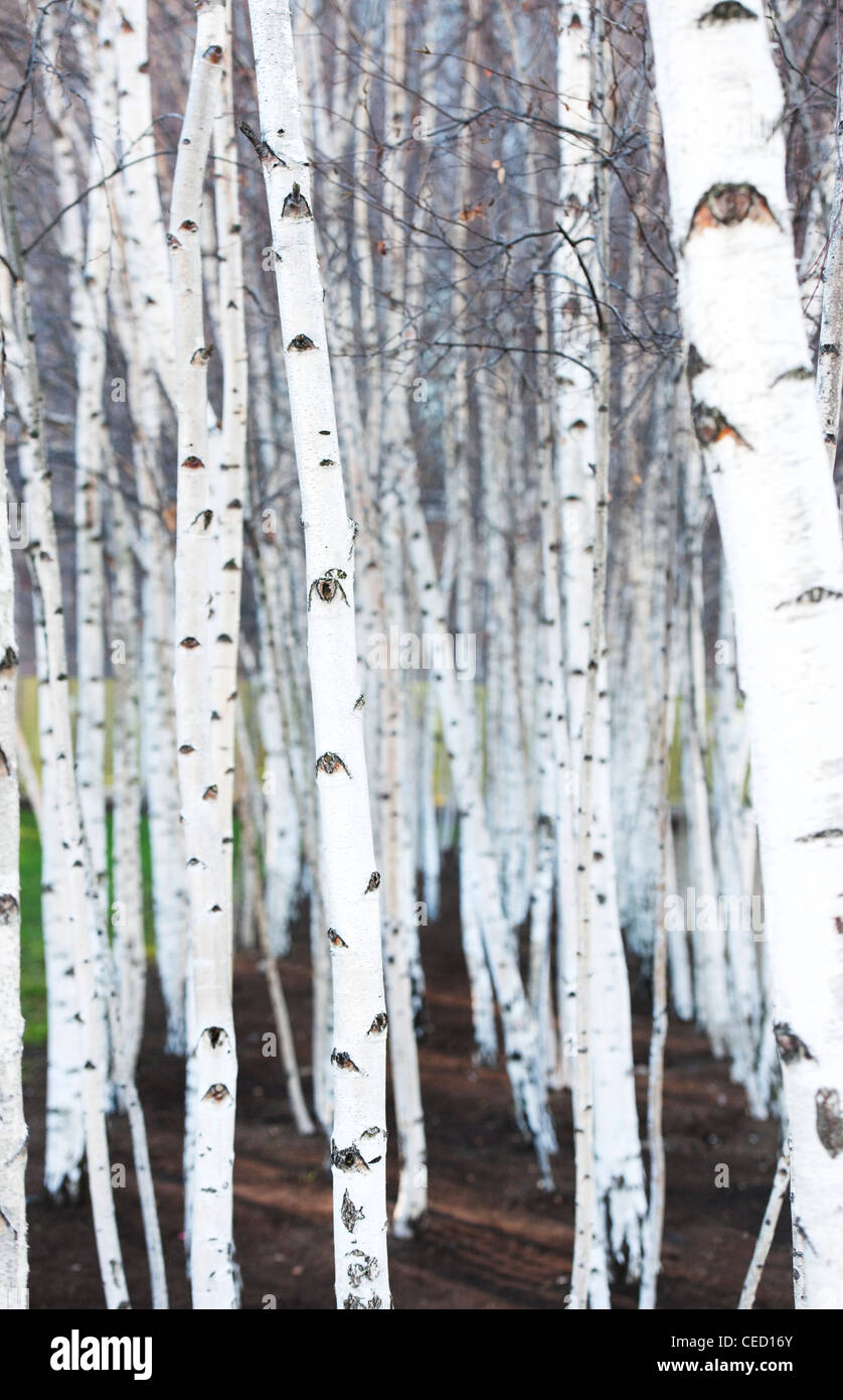 Silver birch alberelli situati al di fuori della galleria d'arte Tate Modern South Bank di Londra, England, Regno Unito Foto Stock