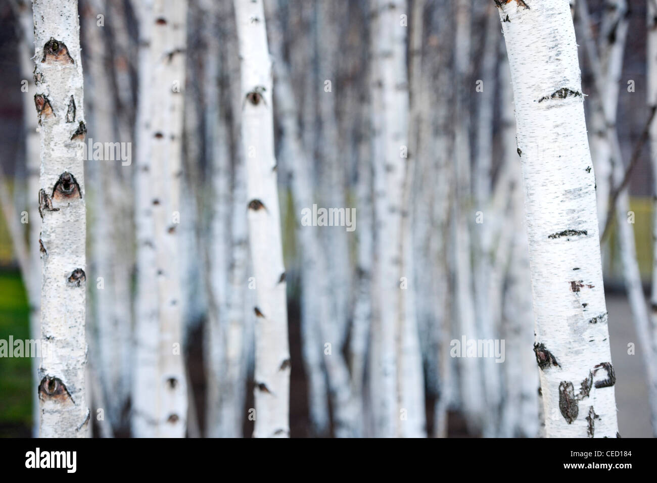 Silver birch alberelli situati al di fuori della Tate Modern, South Bank di Londra, England, Regno Unito Foto Stock