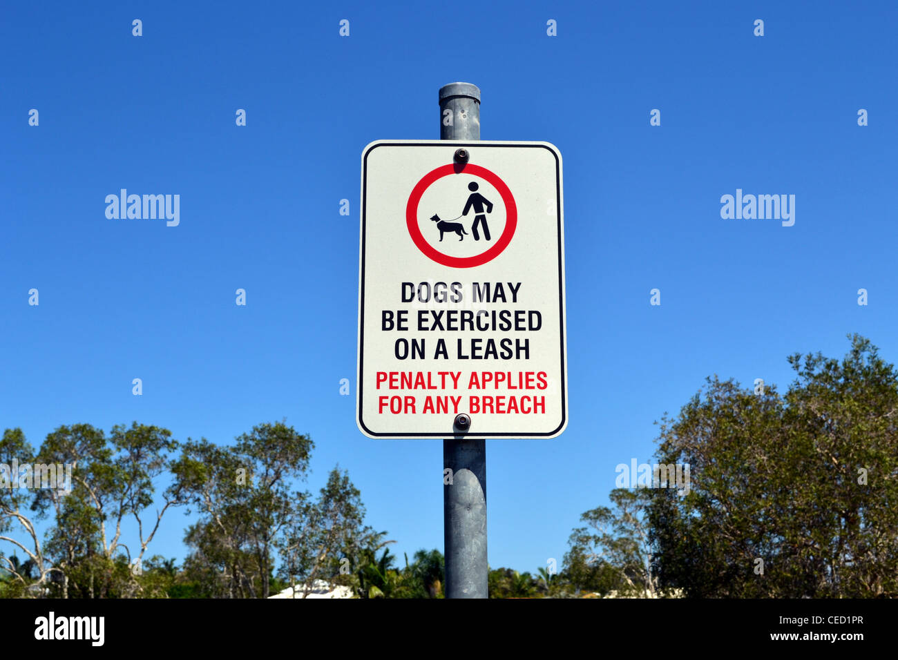 I cani possono essere esercitati su un guinzaglio segno Foto Stock