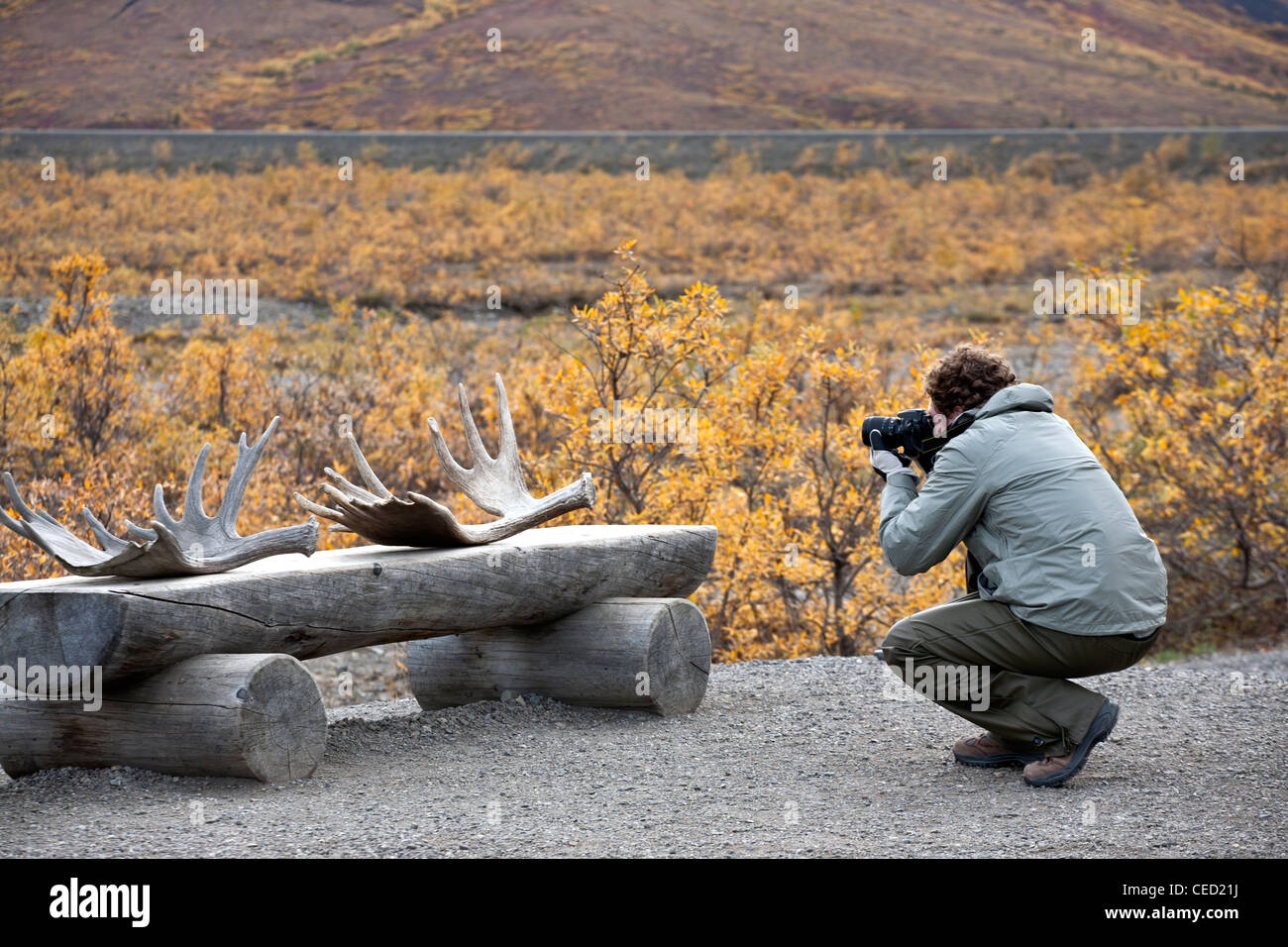 Tourist fotografando corna di alce. Toklat River Information Center. Parco Nazionale di Denali. L'Alaska. Stati Uniti d'America Foto Stock