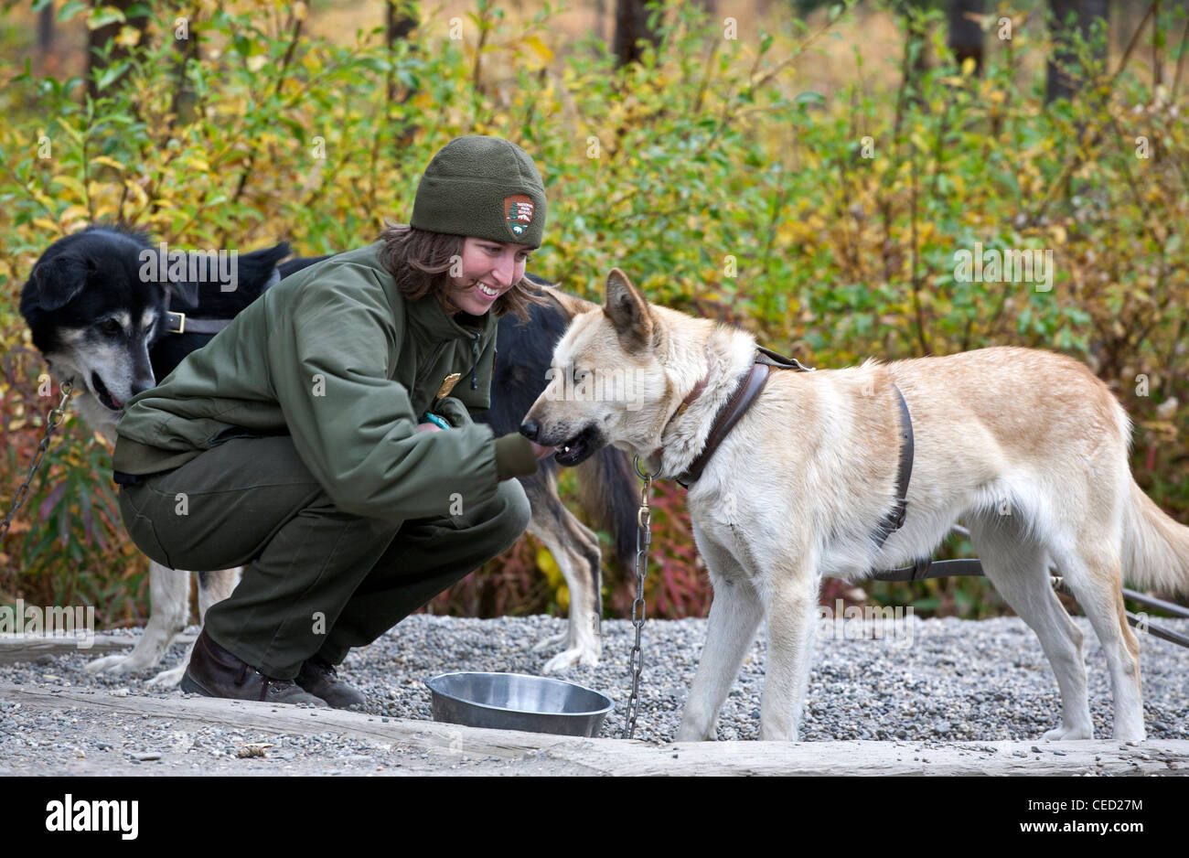 Ranger del Parco che accarezzano uno sled dog. Sled-canili. Parco Nazionale di Denali. L'Alaska. Stati Uniti d'America Foto Stock