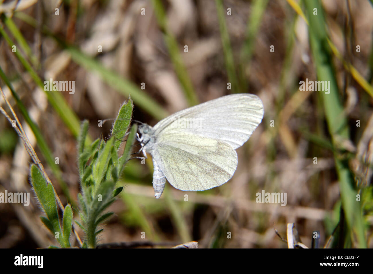 Legno bianco in Bulgaria Foto Stock