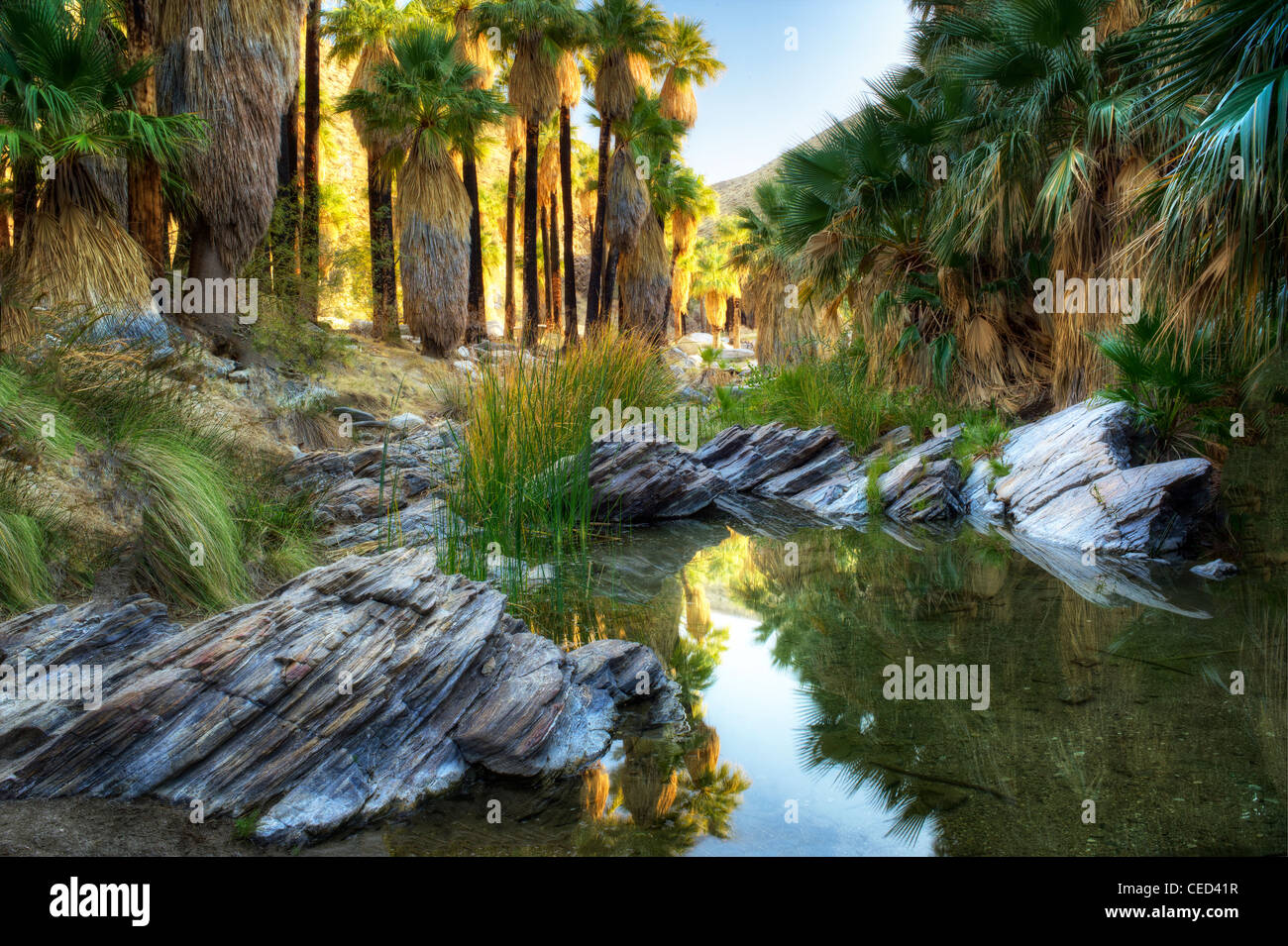 La riflessione nella forcella di West Palm Canyon Creek. Palm Canyon. Indian Canyon. Palm Springs, California. Foto Stock