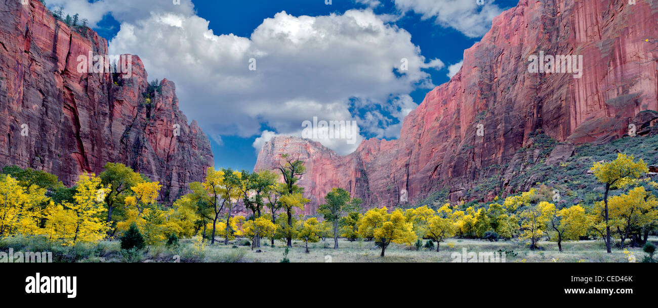 Caduta di alberi colorati. Parco Nazionale di Zion, Utah. Foto Stock