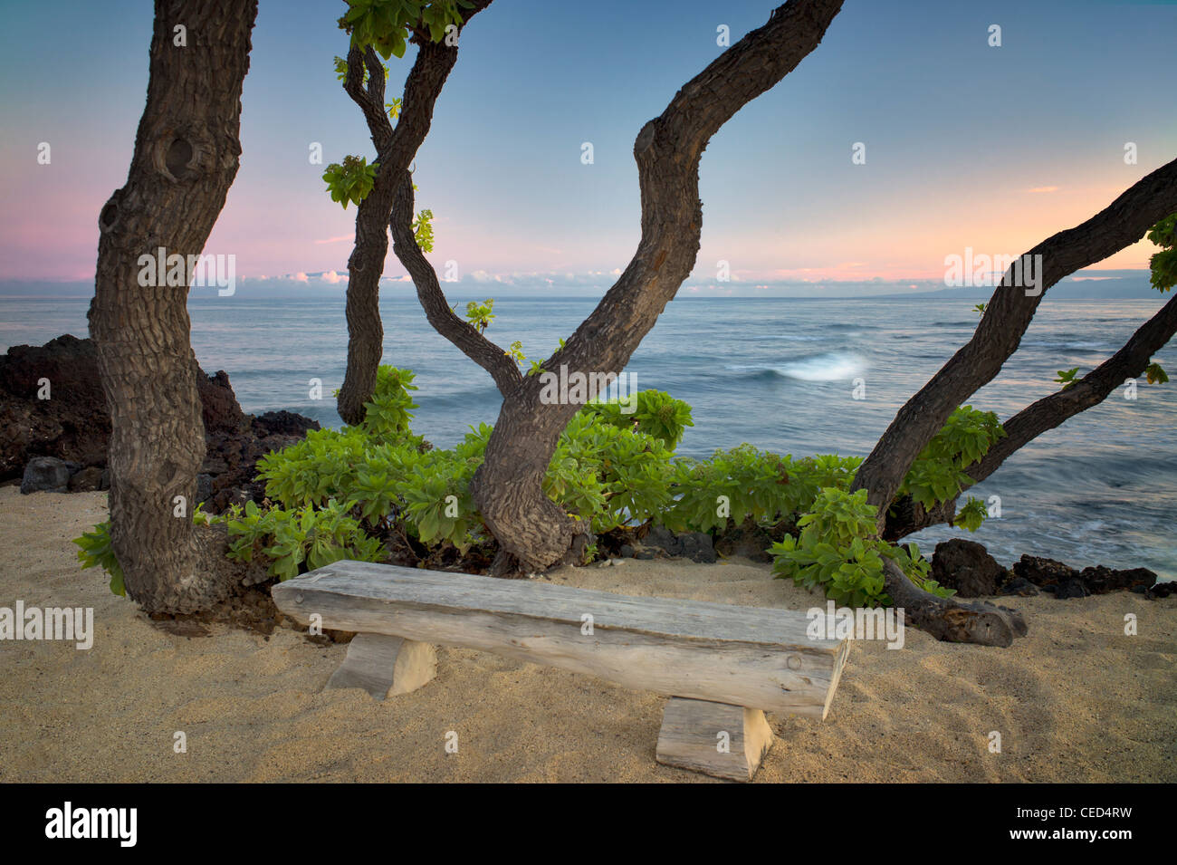 Heliotope alberi e percorso in corrispondenza di lato oceano. Hawaii, la Big Island. Foto Stock