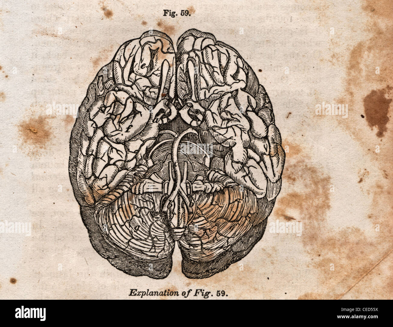 Vintage Illustrazione medica: il cervello umano Foto Stock