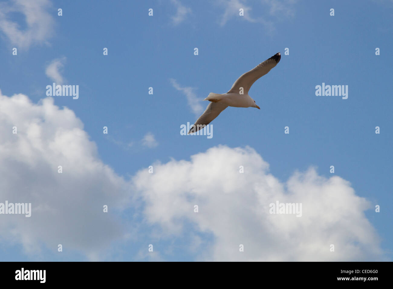 Seagull volare nel cielo blu Foto Stock