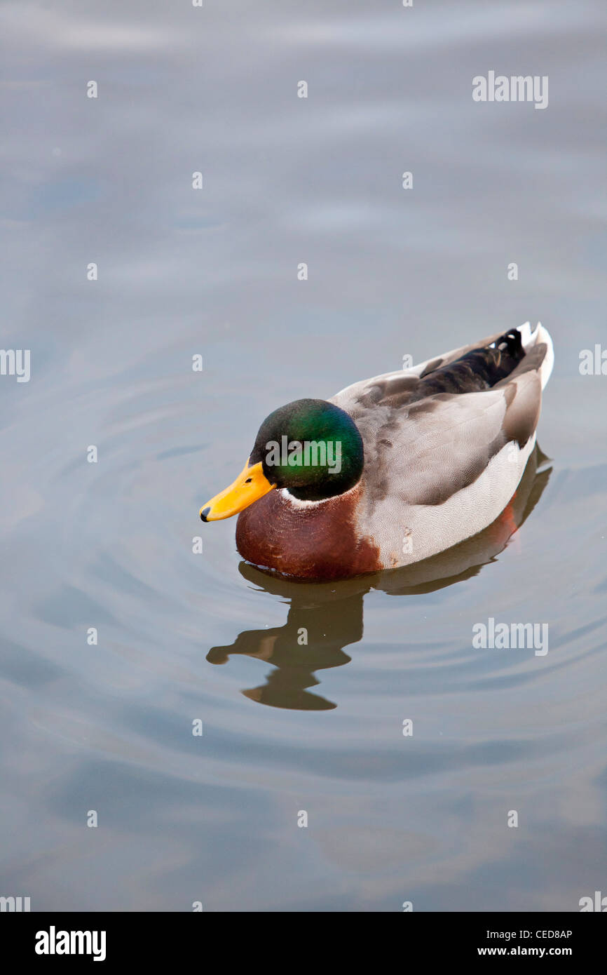 Anatra selvatica nuoto Foto Stock