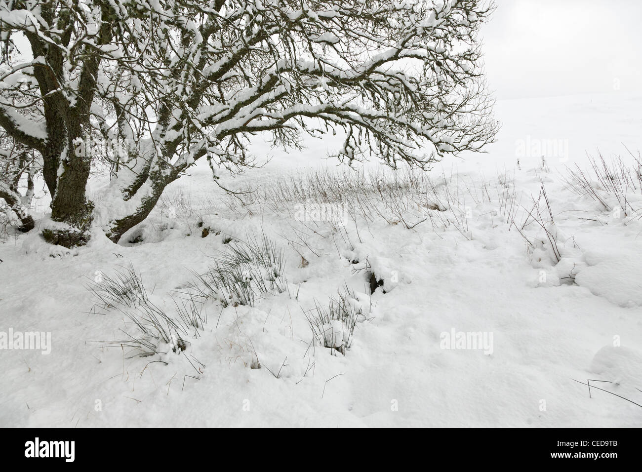 Birks o' Aberfeldy, Perthsire, Scozia Foto Stock