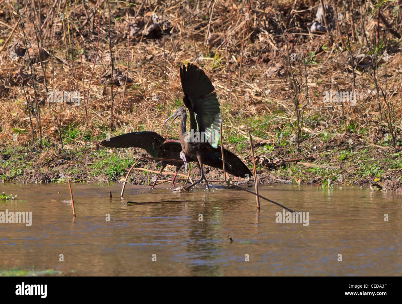 Di fronte bianco-Ibis, Plegadis chihi, comportamento di accoppiamento, Brazos Bend State Park, Texas Foto Stock