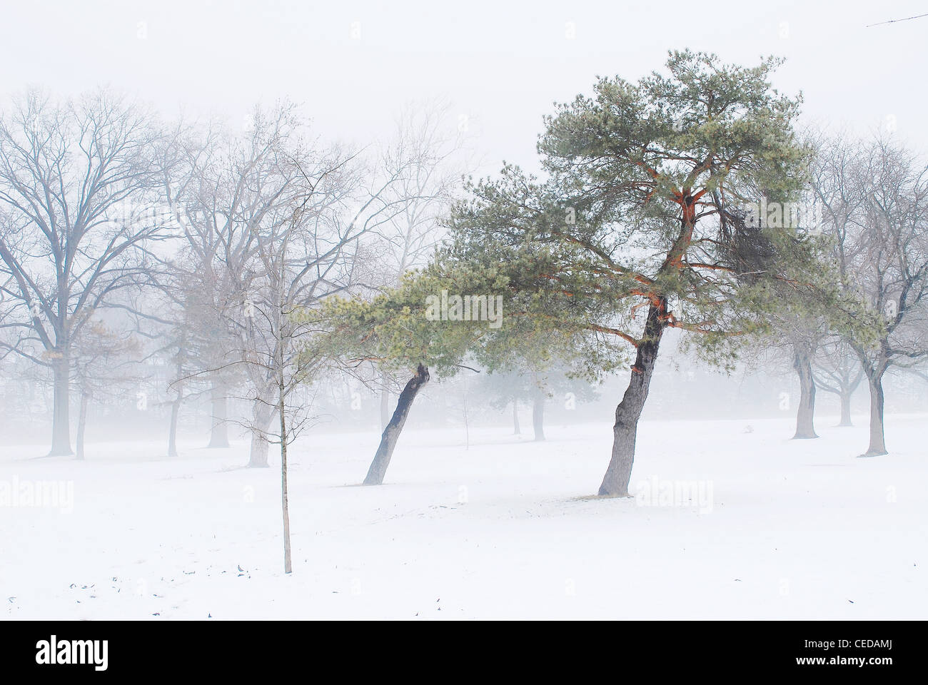 Pine,tree,parco,nebbia,nebbia, neve, ghiaccio, congelati,natura,sky, Foto Stock
