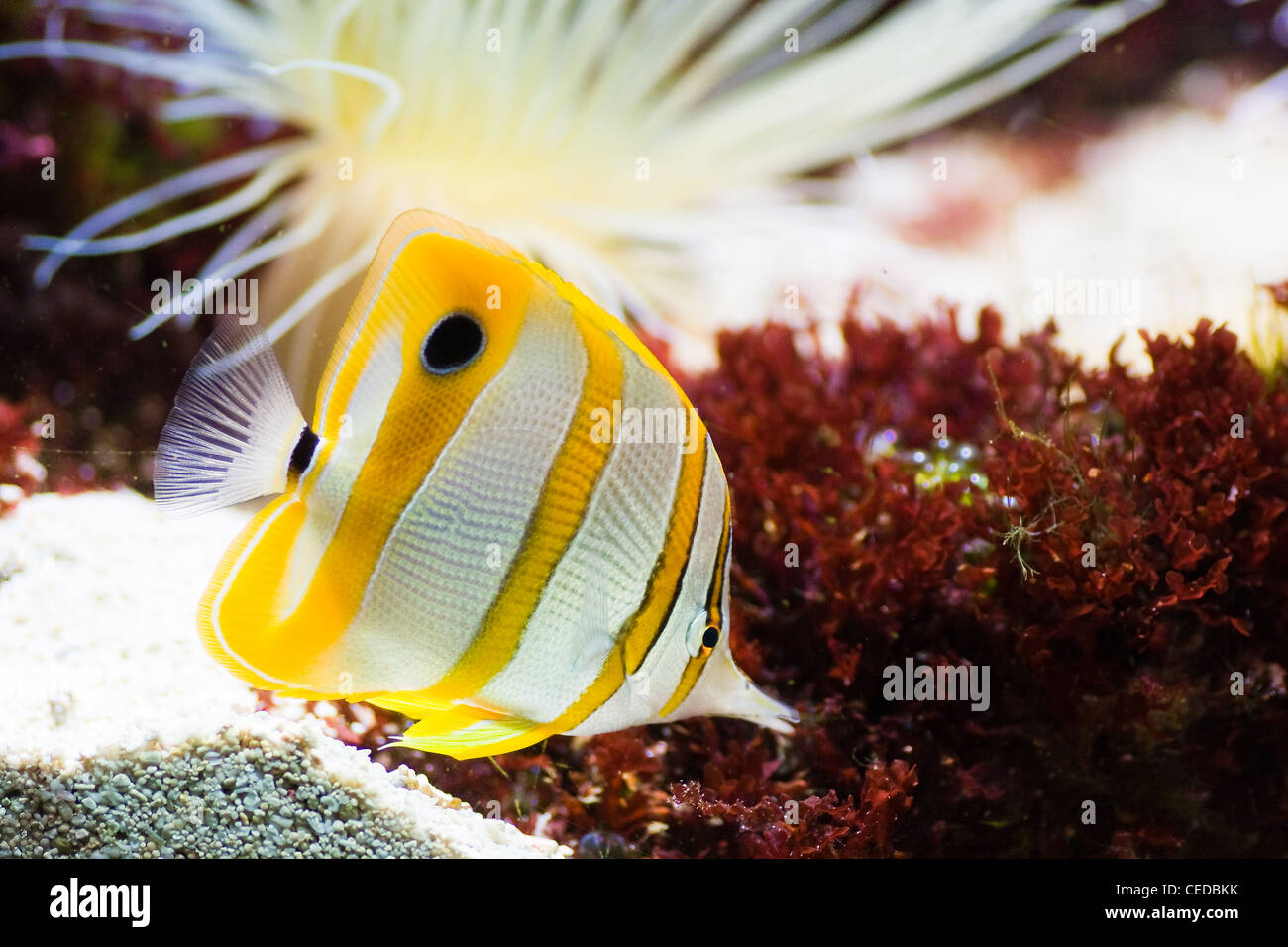 Copperband Butterflyfish, becco o Coralfish Chelmon rostratus con anemone marittimo Foto Stock