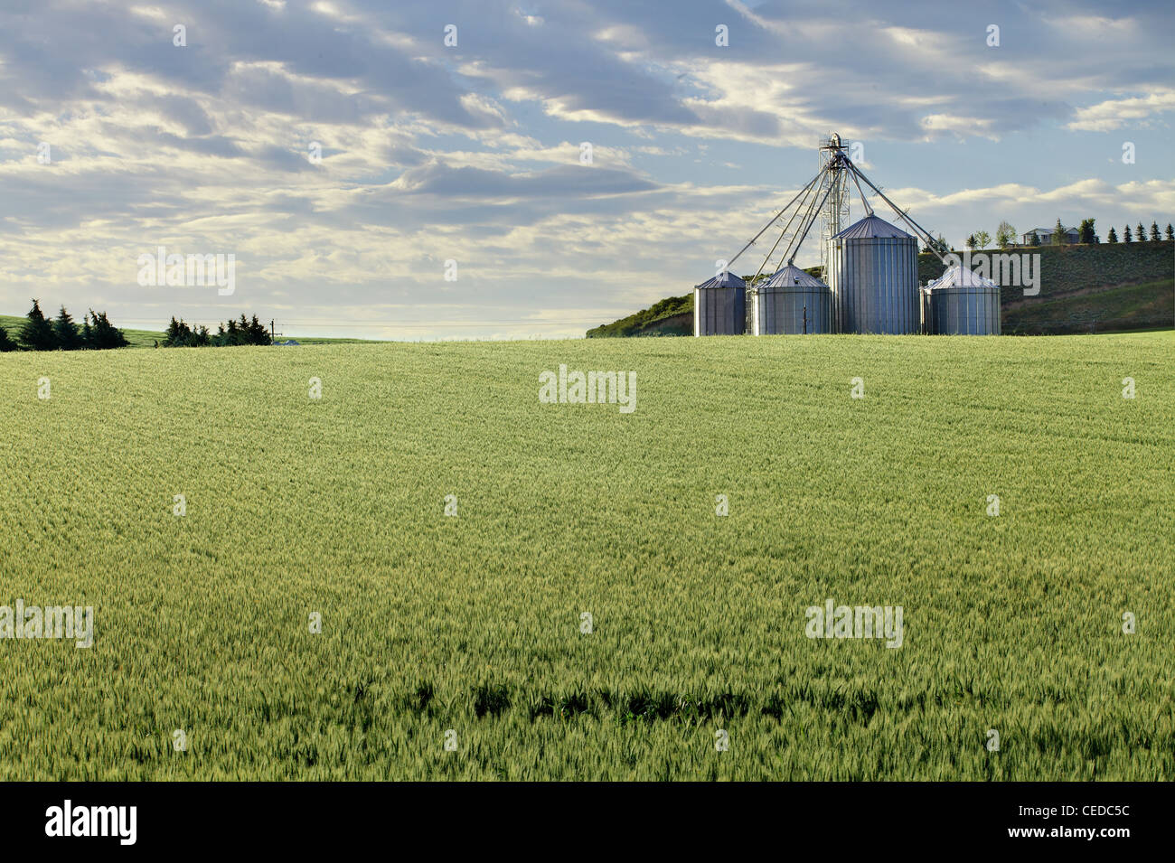 Un inizio di mattina vista della coltivazione di grano in un campo di grano Foto Stock