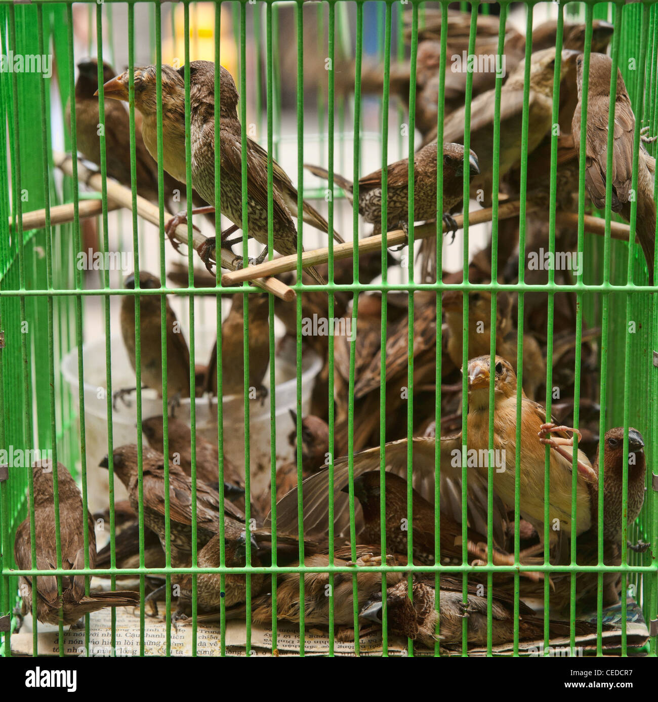 Molti passeri uccelli in una gabbia Foto Stock