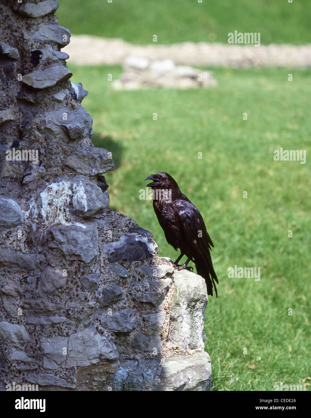 Raven seduto sul muro di pietra, la Torre di Londra, Tower Hill, London Borough of Tower Hamlets, London, England, Regno Unito Foto Stock