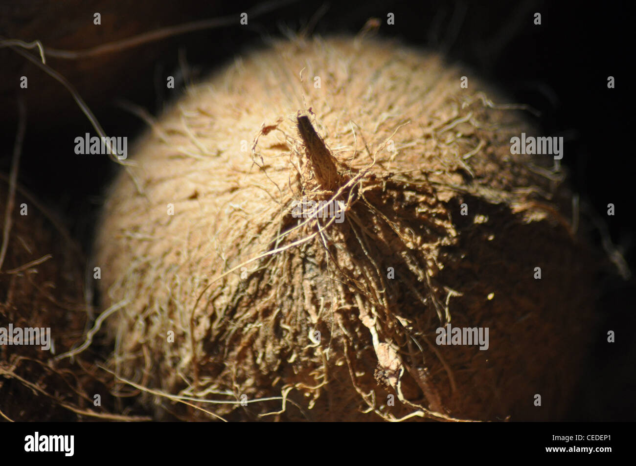 Noce di cocco fresca Foto Stock