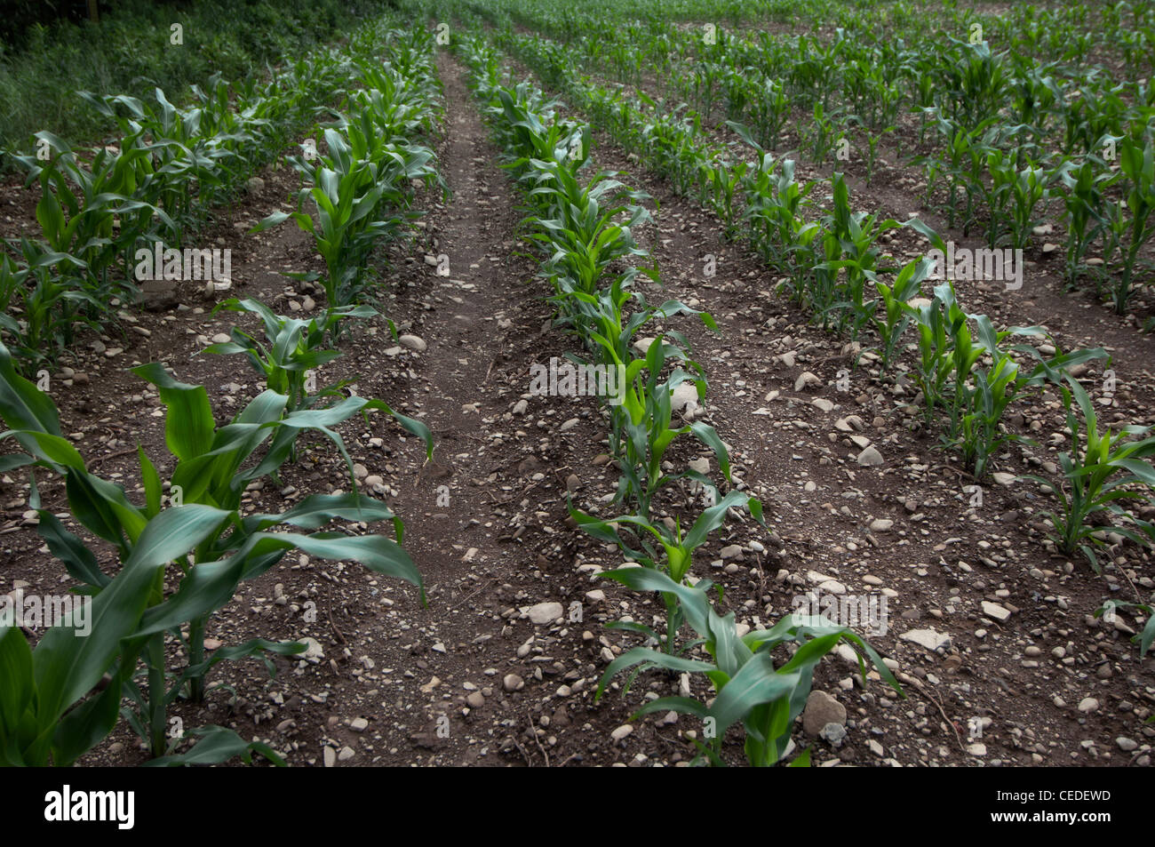 Un cornfield con stocchi di mais Foto Stock
