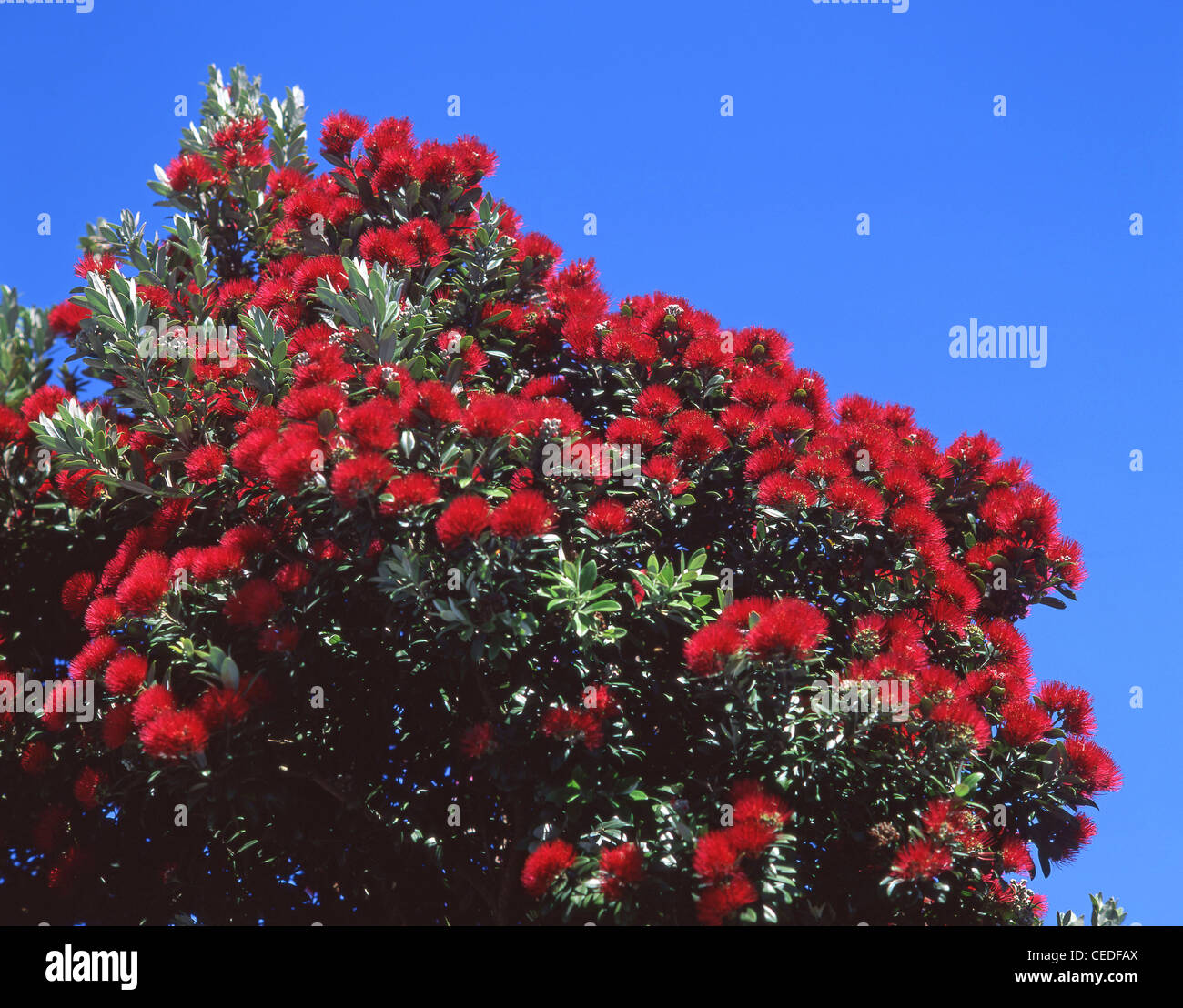 Albero di Pohutukawa nativo (Metrosideros excelsa), Sumner, Christchurch, regione di Canterbury, nuova Zelanda Foto Stock