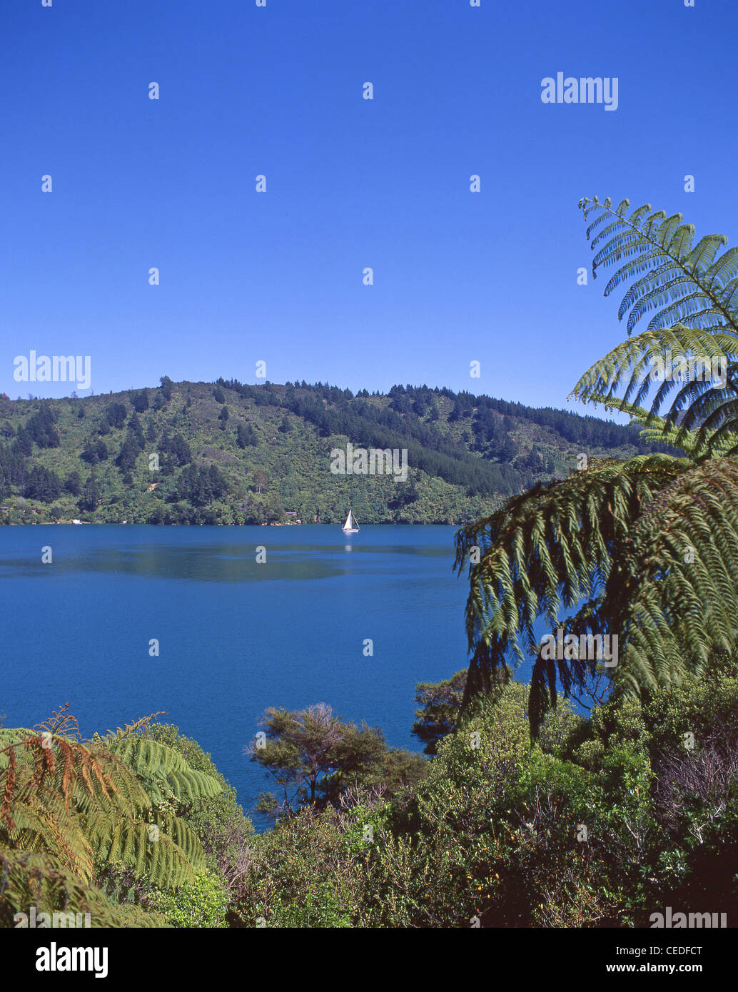 Lochmara Bay, Queen Charlotte Sound, Marlborough Sounds, regione di Marlborough, Isola del Sud, Nuova Zelanda Foto Stock