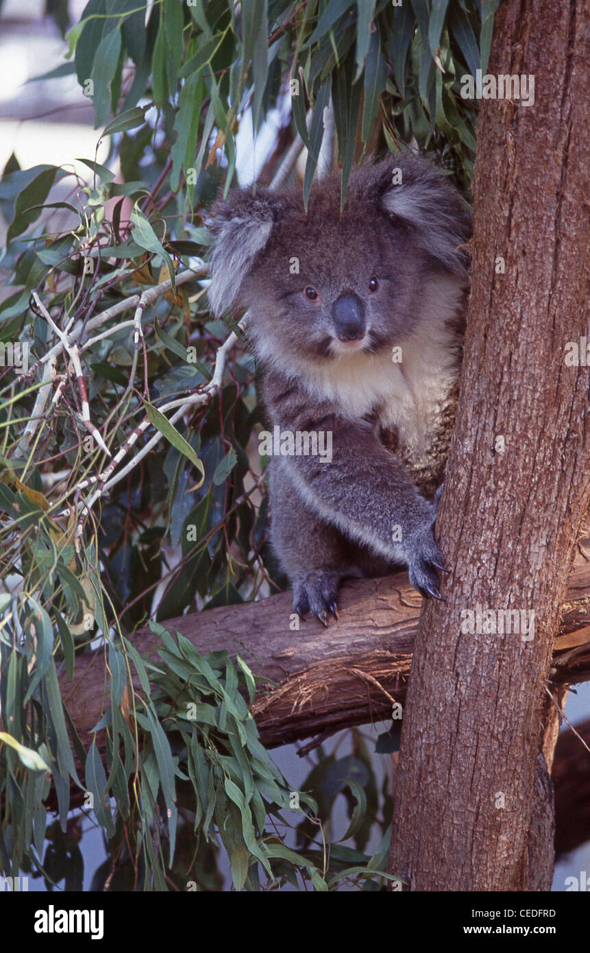 Koala (Phascolarctos cinereus) nell'albero di eucalipto, nuovo Galles del Sud, Australia Foto Stock