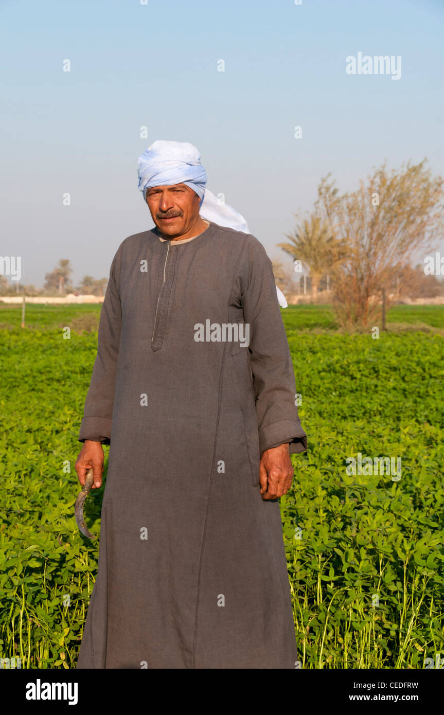Egiziano di lavoro dei contadini nei campi, regione Minya , Egitto Foto Stock