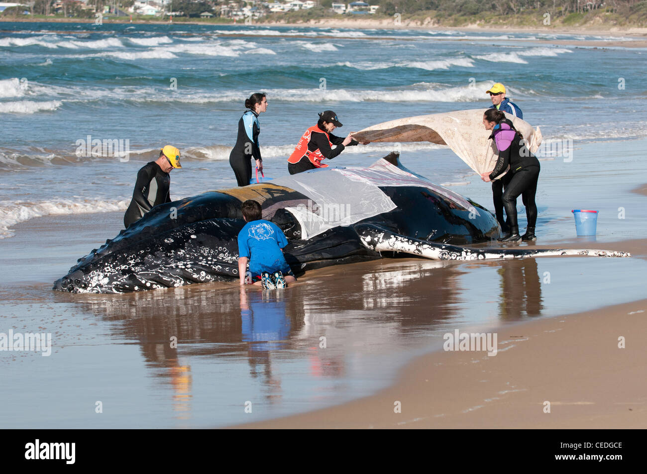 Rescue team lavora instancabilmente per cercare e salvare una spiaggiata Humpback Whale su NSW South Coast Beach in Australia Foto Stock