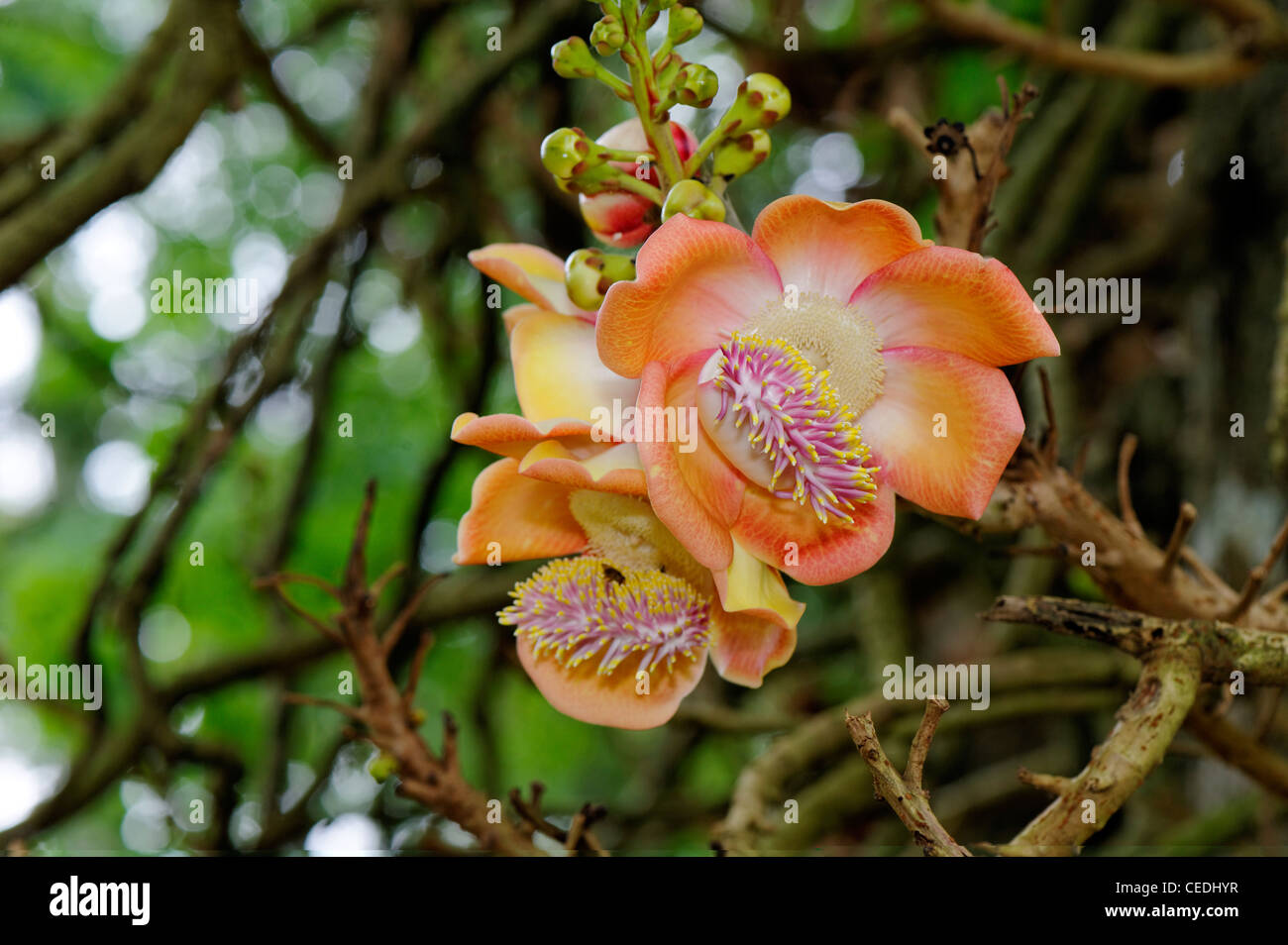 Fiore della palla di cannone Tree, Couroupita guianensis, adottate nei Giardini Botanici, Kandy, Sri Lanka Foto Stock