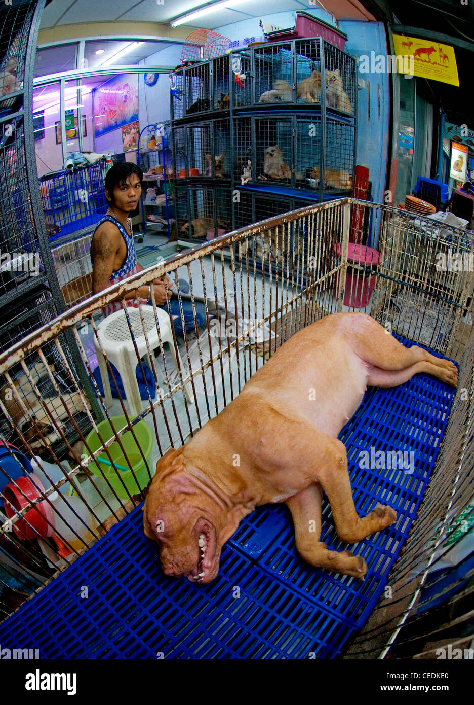 In soffocante calore cani in gabbia attendere per gli acquirenti a negozi per animali in Jatuchak mercato del weekend, Bangkok, Thailandia. Foto Stock