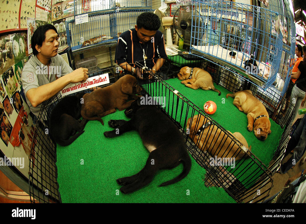 In soffocante calore cani in gabbia attendere per gli acquirenti a negozi per animali in Jatuchak mercato del weekend, Bangkok, Thailandia. Foto Stock