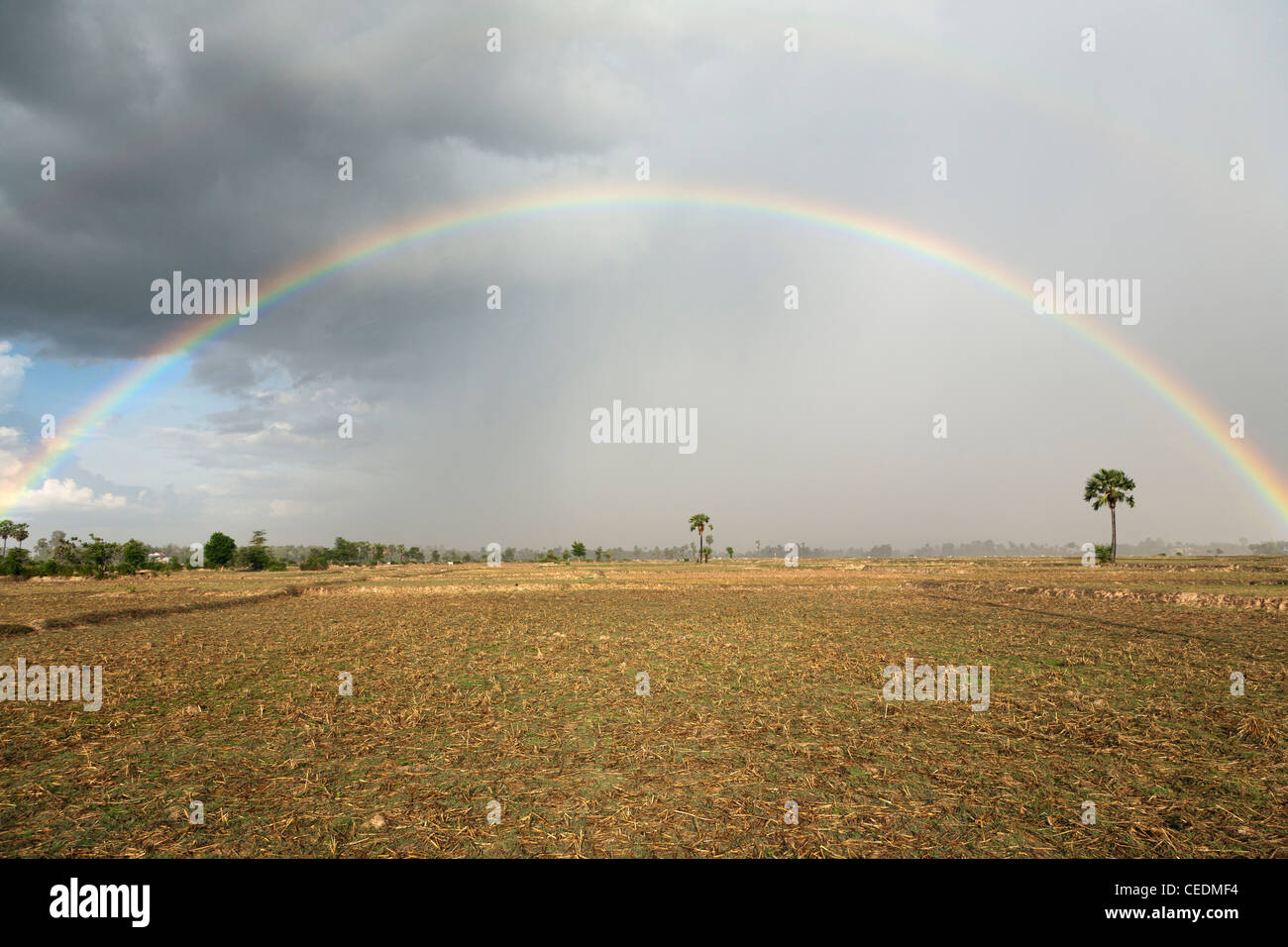 Rainbow su campo Foto Stock