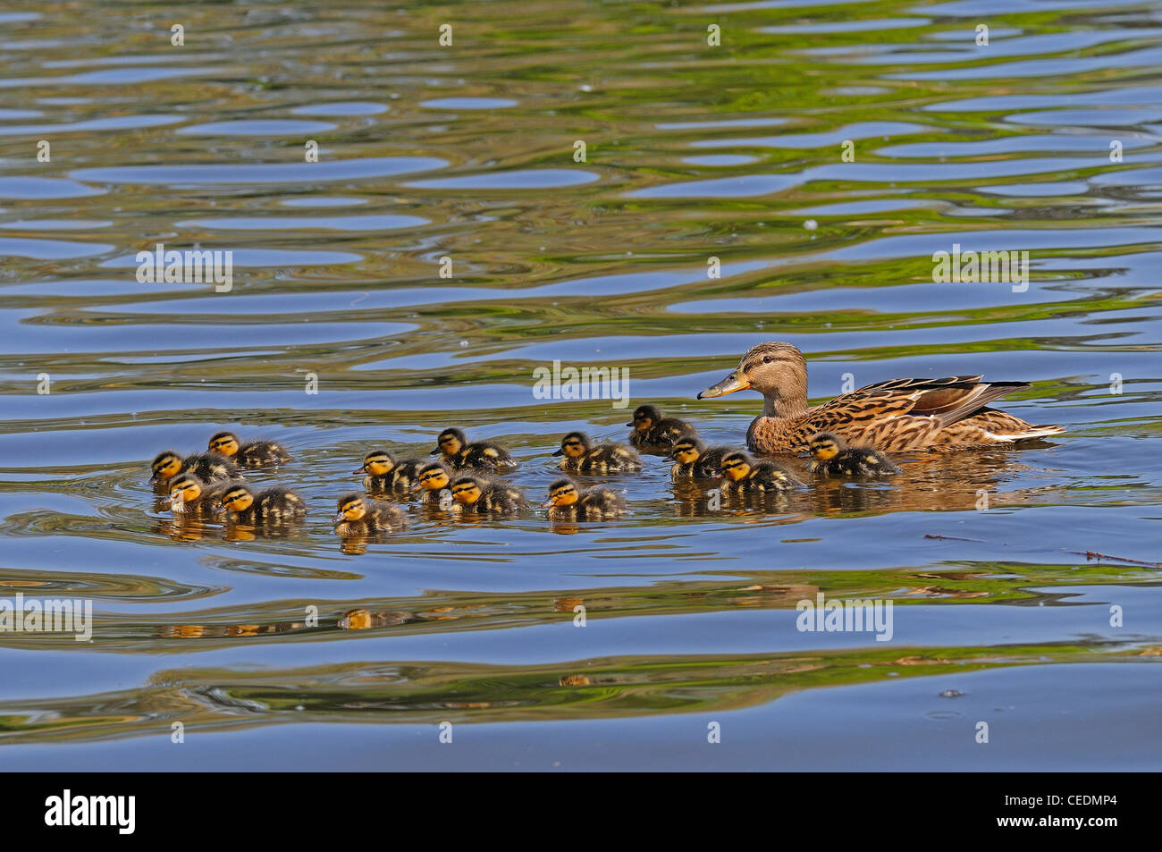 Il germano reale (Anas platyrhynchos) anatra femmina nuoto con quindici pulcini, il fiume Tamigi, Berkshire Foto Stock