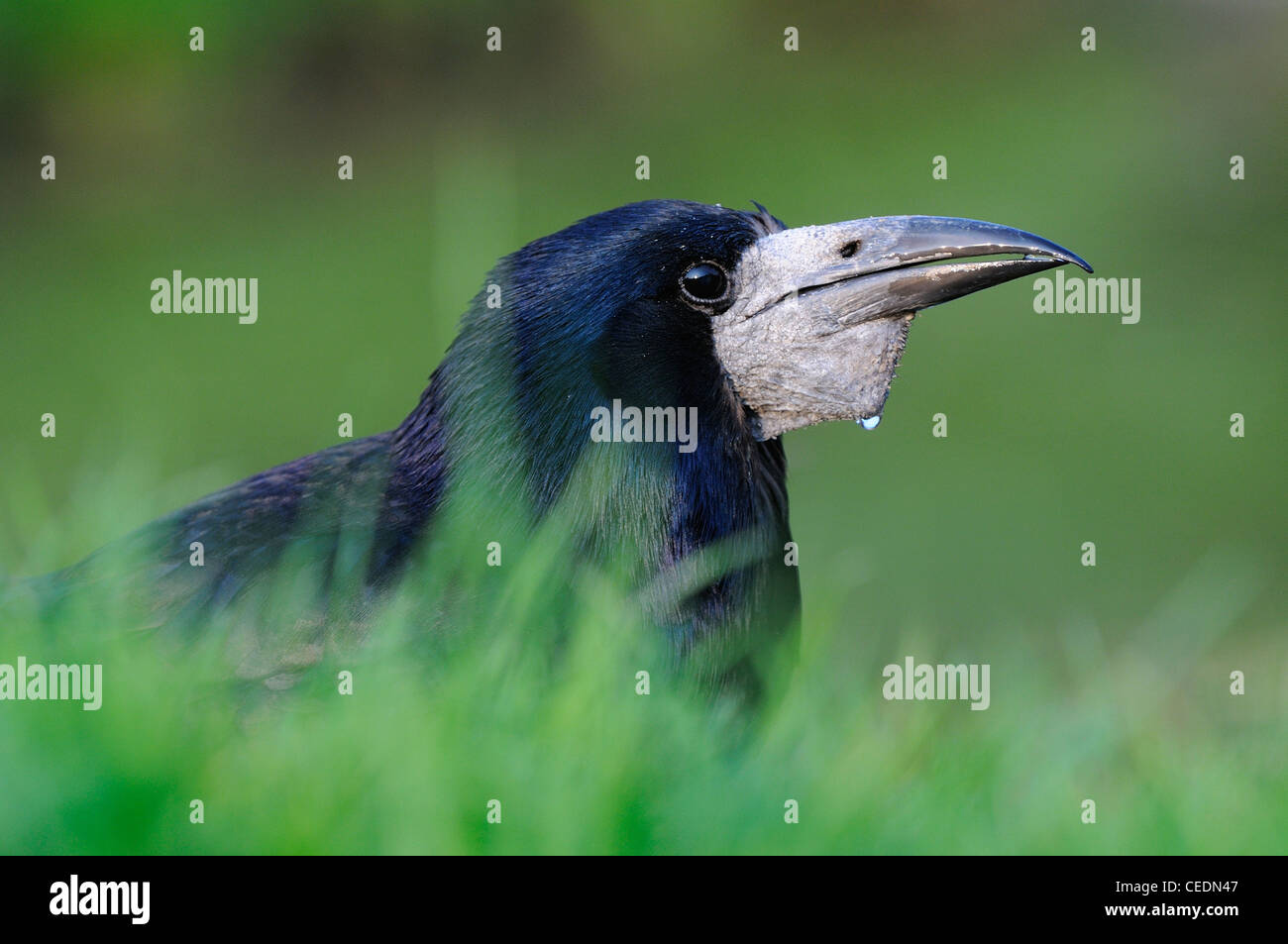 Rook (Corvus frugilegus) close-up che mostra la testa e il becco, Oxfordshire, Regno Unito Foto Stock