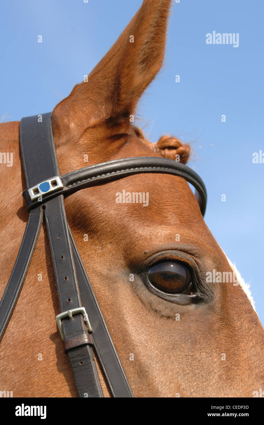 Testa di cavallo con briglia sul ravvicinato dell'occhio Foto Stock