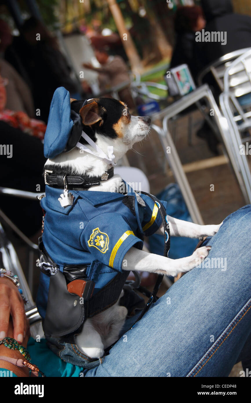 Chihuahua in polizia uniforme al cane fancy dress concorrenza Foto Stock