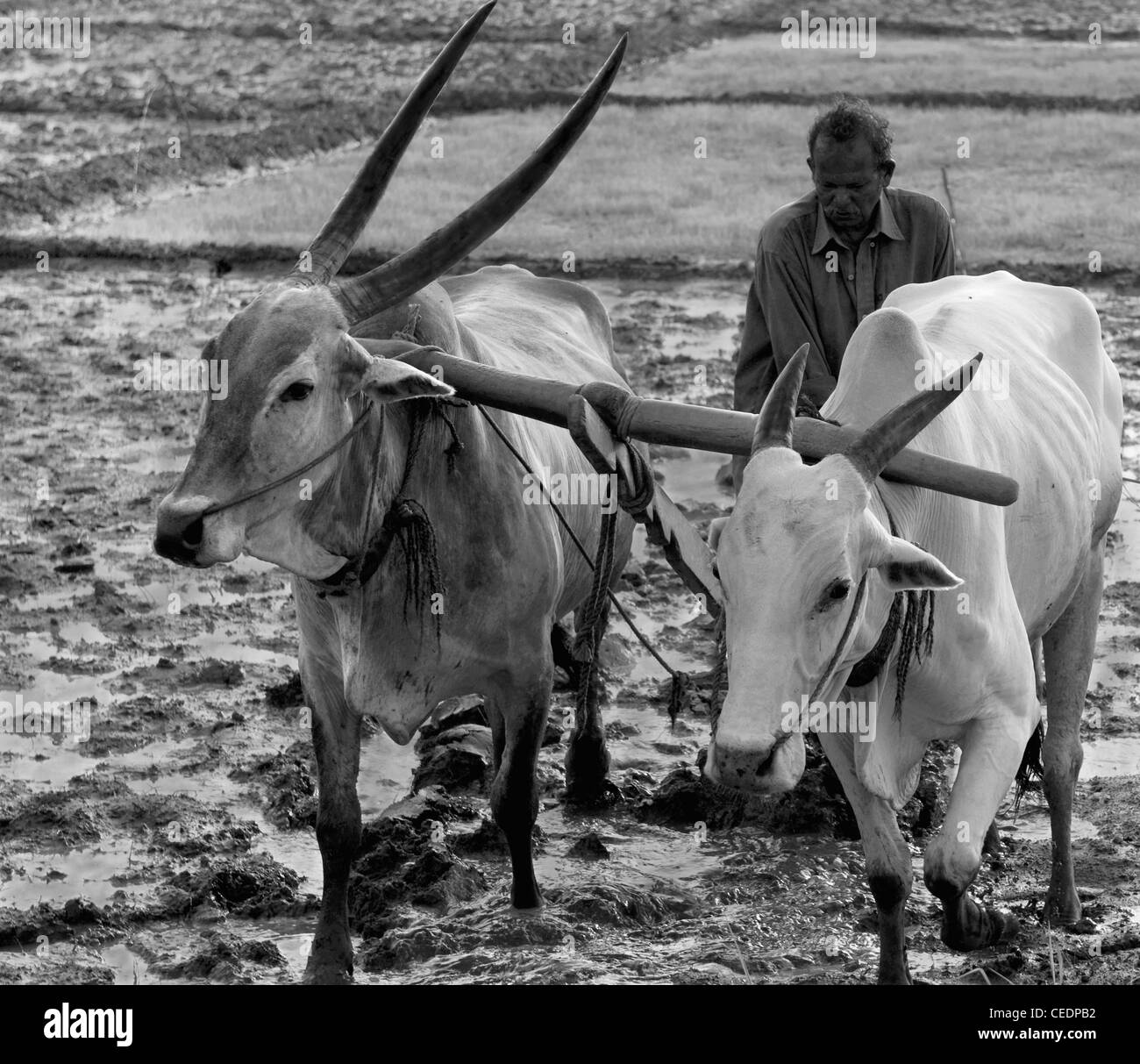Un agricoltore aratura la risaia con un carrello di giovenco in un villaggio in India Foto Stock