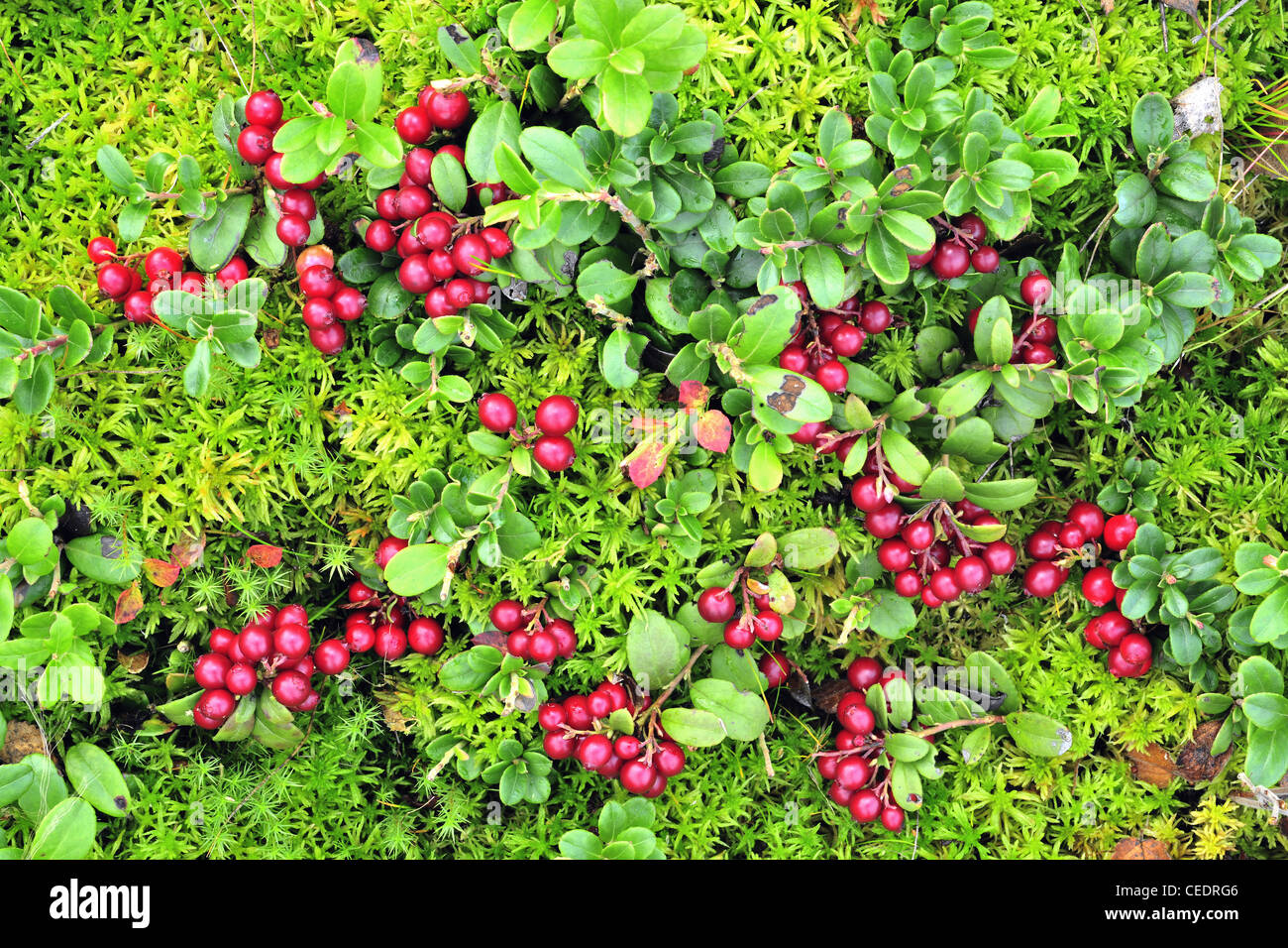 Tappeto Whortleberry. Vista ravvicinata del campo cowberry con un sacco di bacche rosse e verdi foglie Foto Stock