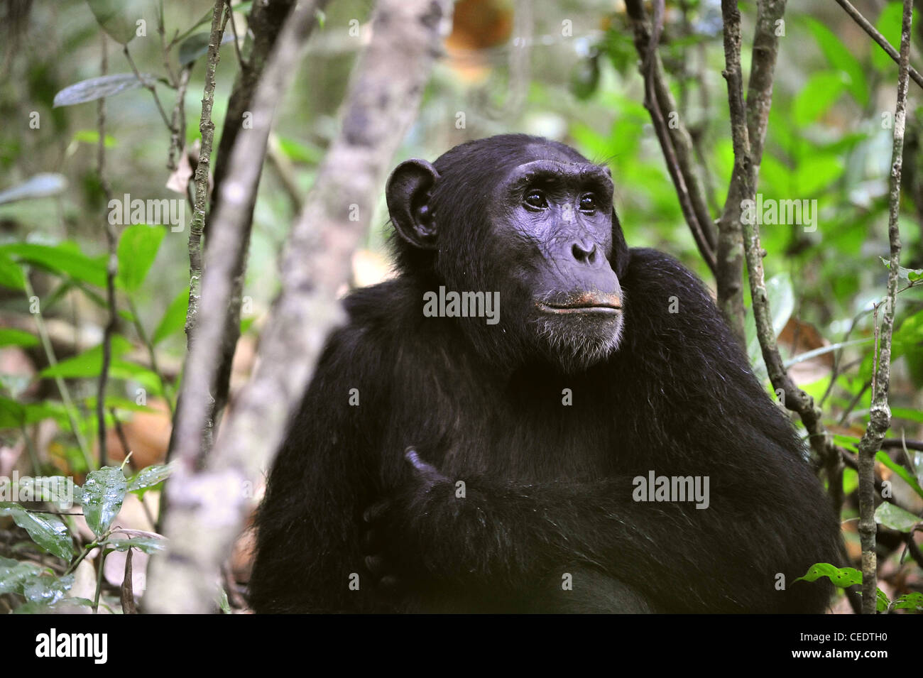 Scimpanzé selvatici ( Pan troglodytes ) ritratto nella giungla. Uganda Foto Stock