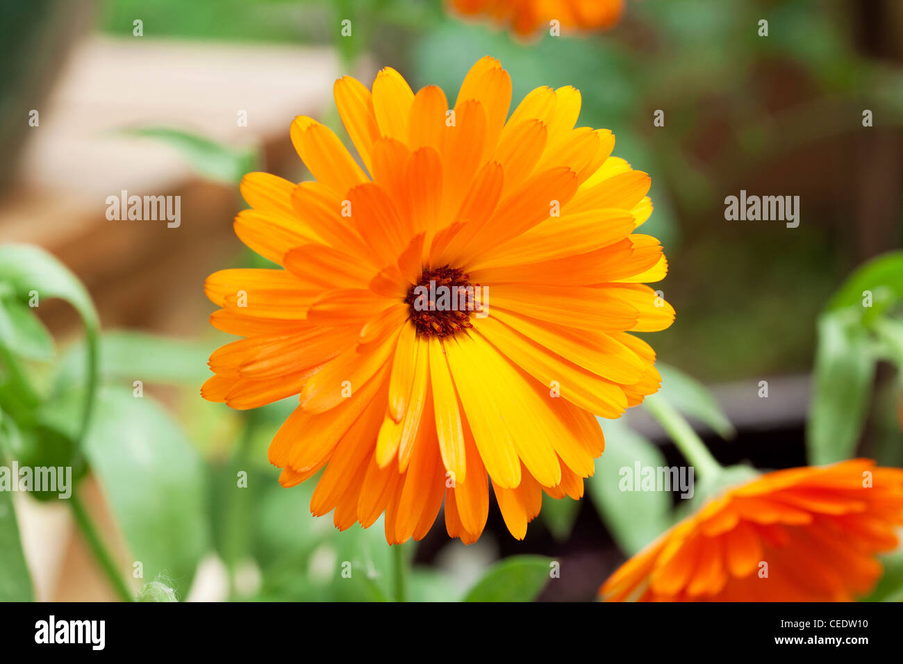 Calendula (calendula) fiore Foto Stock
